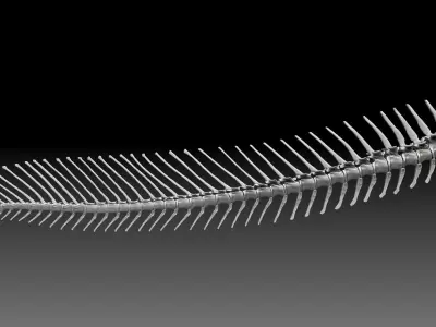 Dinosaur Spinosaurus 2020 version Tail Set Skeletons Sculpt 3D model