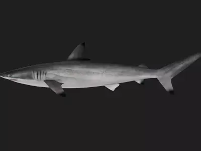 Shark Low-poly 3D model 23