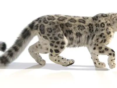 Animated Snow Leopard Fur 3D model