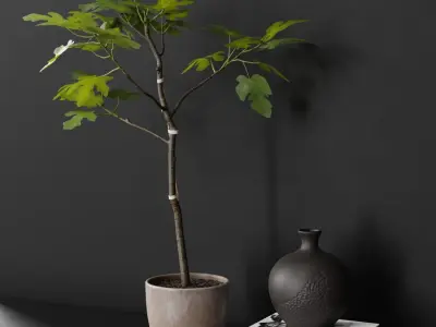  Large Potted Fig Plant Model  buy
