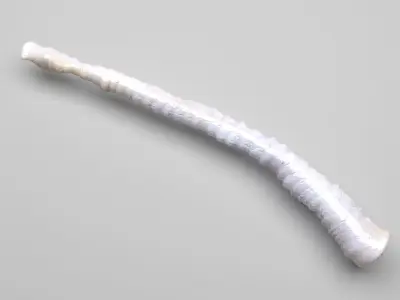 Tapeworm 3D model
