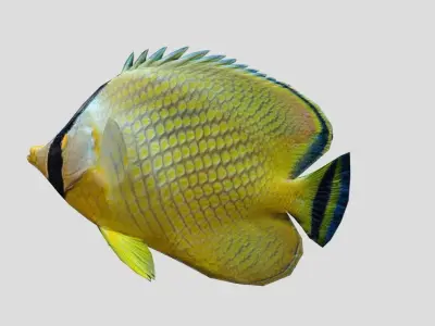 Latticed Butterflyfish Low-poly 3D model