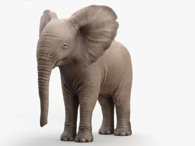 Elephant Baby Rigged 3D model