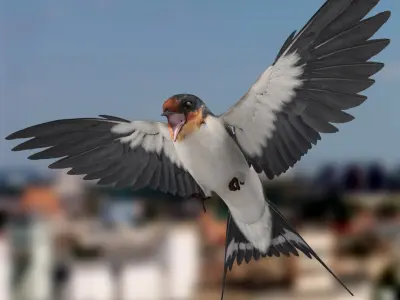 Hirundo Rustica 'Barn Swallow' 3D model