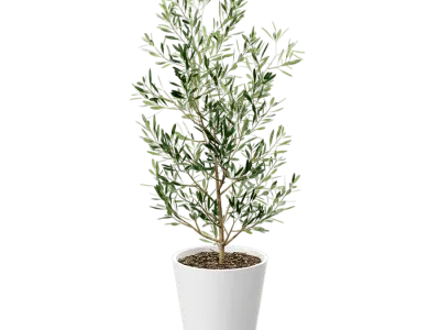  Young Olive Tree Potted Plant Model  buy