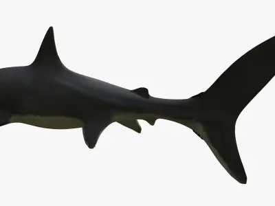 Great White Shark 3D model 2
