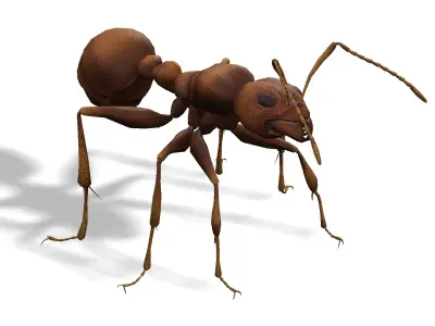 Animated Ant World Rigged Low-poly 3D model