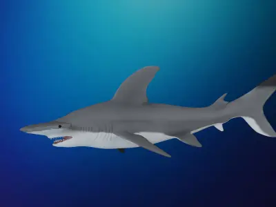 Hammerhead Shark Low-poly 3D model 4