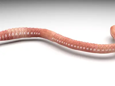 Earthworm 3D model 3