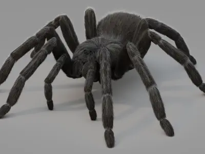 Tarantula 3D model