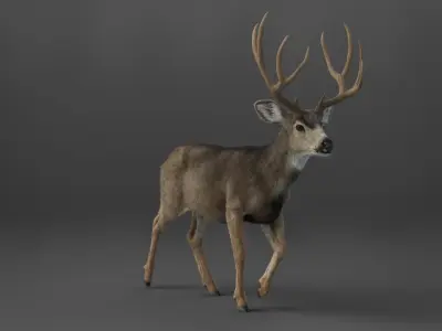 Mule Deer 3D model buy