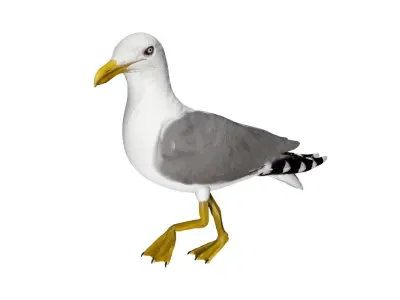 Seagull Low-poly 3D model