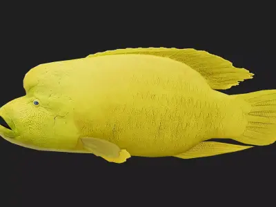 Wrasse Low-poly 3D model 4