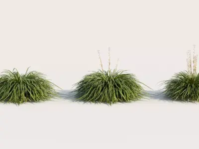 Hakonechloa macra a 3D model