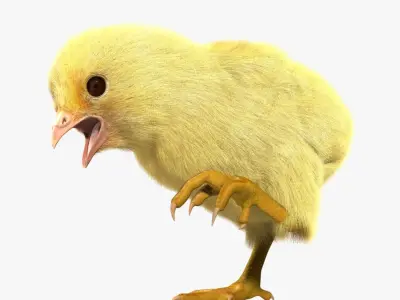  Chick 