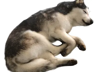 Dog - Husky 3D model