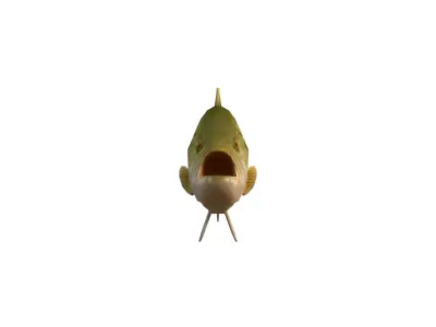 Realistic Bass Fish Low-poly 3D model