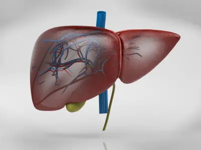 Liver Anatomy 3D model