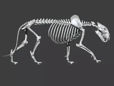 Lion skeleton 3D model