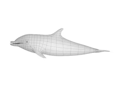 Dolphin Base Mesh Low-poly 3D model