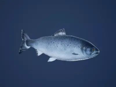 Salmon Fish with Swimming Animation Low-poly 3D model