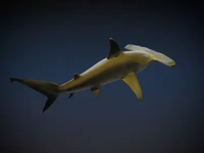 Hammerhead Shark 3D model