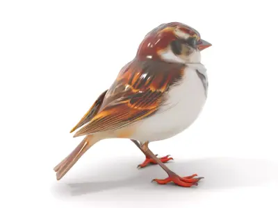 Vivid Sparrow Bird model pack Low-poly 3D model
