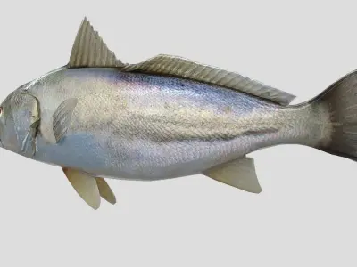 Orangemouth Corvina Realistic Animated Low-poly 3D model