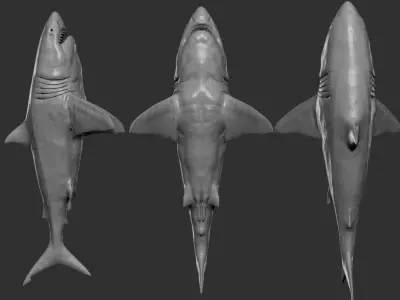 Great white Shark 3D model order