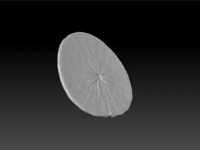 Sand Dollar Sea Urchin 3D Scan 3D model
