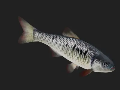 Carp fish Low-poly 3D model