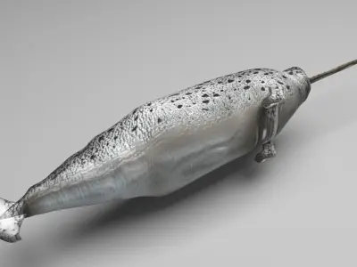 Narwhal 3D model purchase