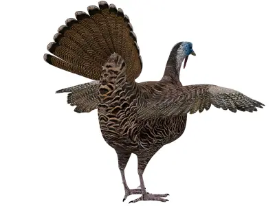 Turkey Bird 3D model