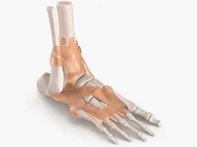 Anatomical Foot Skeleton Model with Ligament Overlay 3D model