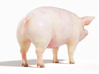  Full Pig Anatomy Animated 