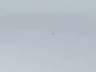 Commercial Edifice Free 3D model