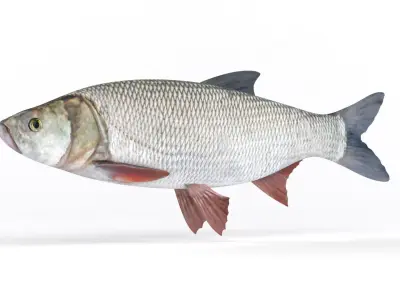 Asp Fish 3D model