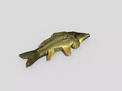 low poly fish carp Low-poly 3D model