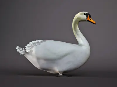 White Swan 3D model purchase