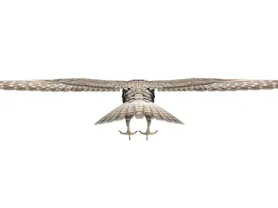 Falcon 3D model get