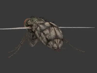 fly  housefly Low-poly 3D model