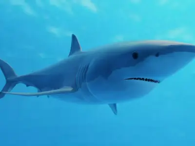 Great White Shark Low-poly 3D model order