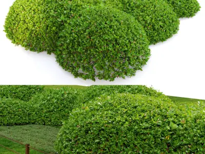 Green Ligustrum 3D model