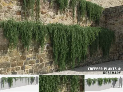 Rosemary Plants (+GrowFX) 3D model