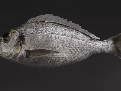  Fish Animated Sea Bream 3D model