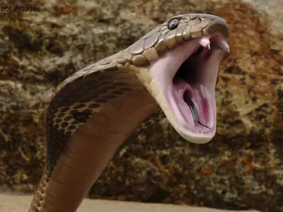  Naja Cobra Snake Attack Pose 