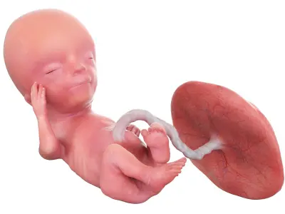 Fetus Week 13 Animated 3D model