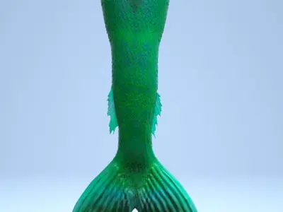 Realistic Mermaid Tail 3D model