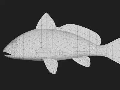 Bass fish Low-poly 3D model 5