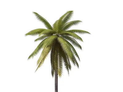 Palms Lowpoly Set 01 with LODs 3D model